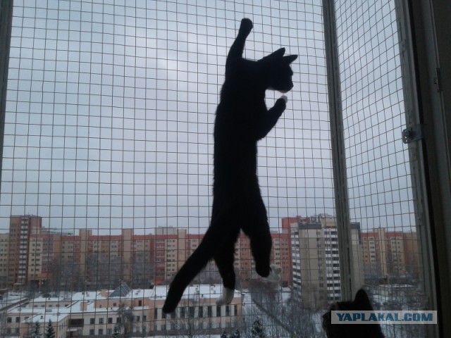 Круче этого кота никто по лестницам не взбирался