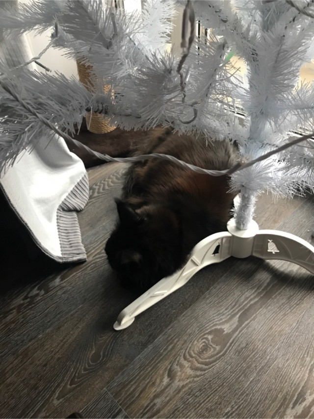 Коты их видят...