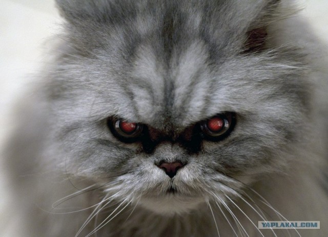 Фигасе воробушек!