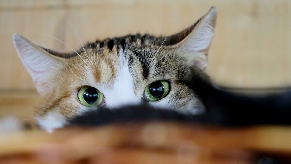 Москвича задержали за расстрел дворовых кошек