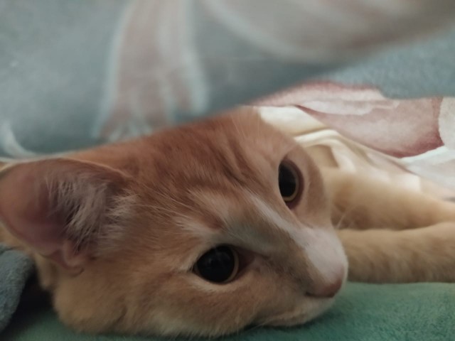 В постели с котом