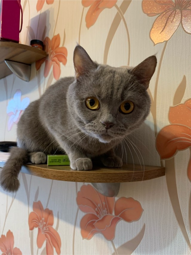 Котовторник. Добавляйте своих