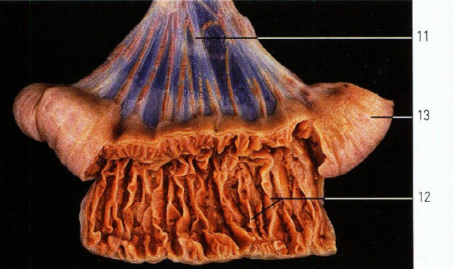 Странное существо