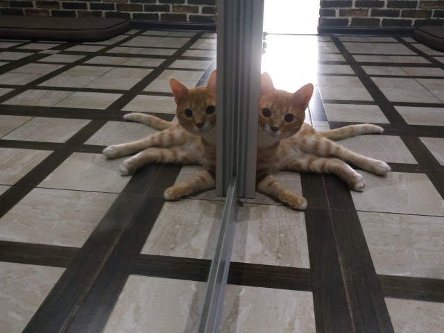 Котовторник же!