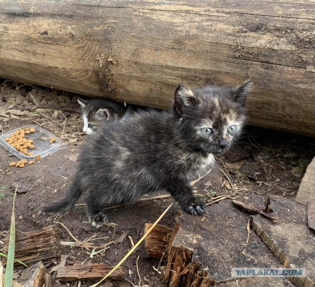 Котята летние, солнечные