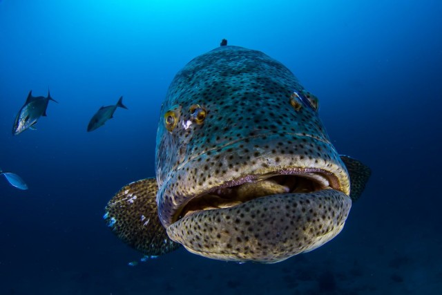 Гуаса: Хищный «камень» Атлантики. Мощная рыба размером с корову ест акул и устраивает засады дайверам