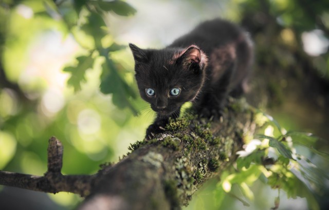 Котовторник так котовторник