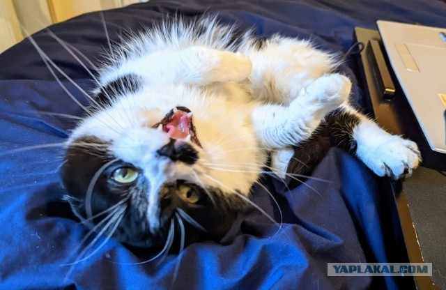 Котовторник. Февраль
