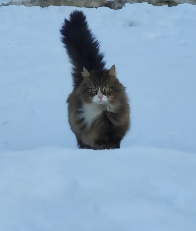 И снился коту сон