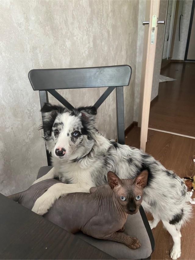 Собакочетверг 12.05.2022