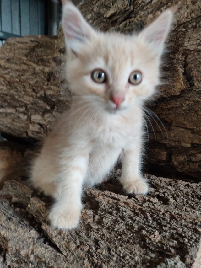 Котовторнику посвящается