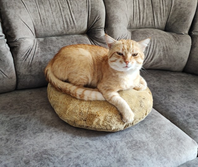 Котовторник 19.07.22