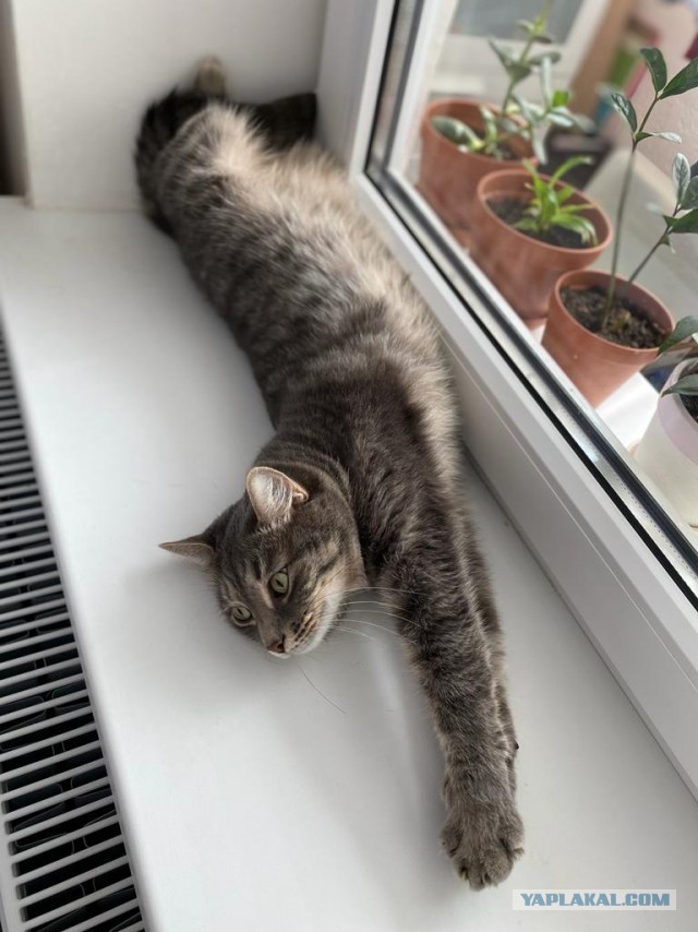 КотоФторник 23.08.22