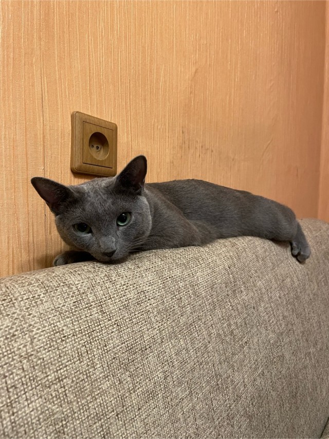 Коты, куда уж без них