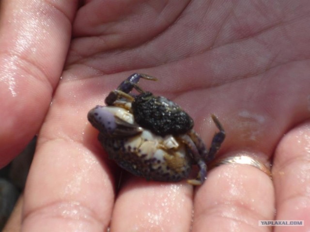 Абхазия там где....