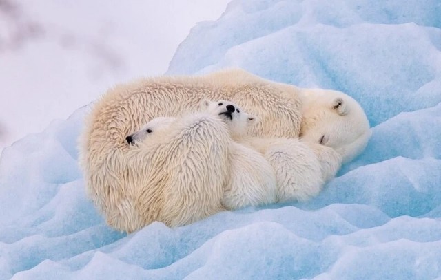 Победители фотоконкурса Ocean Photographer of the Year 2022