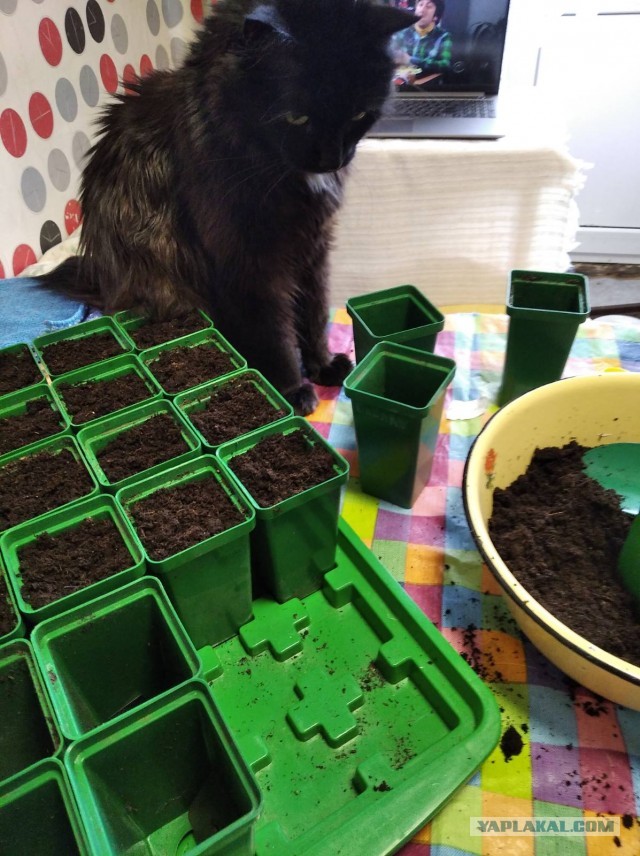 Чёрные коты не такие