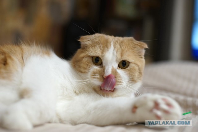 Котофторниг