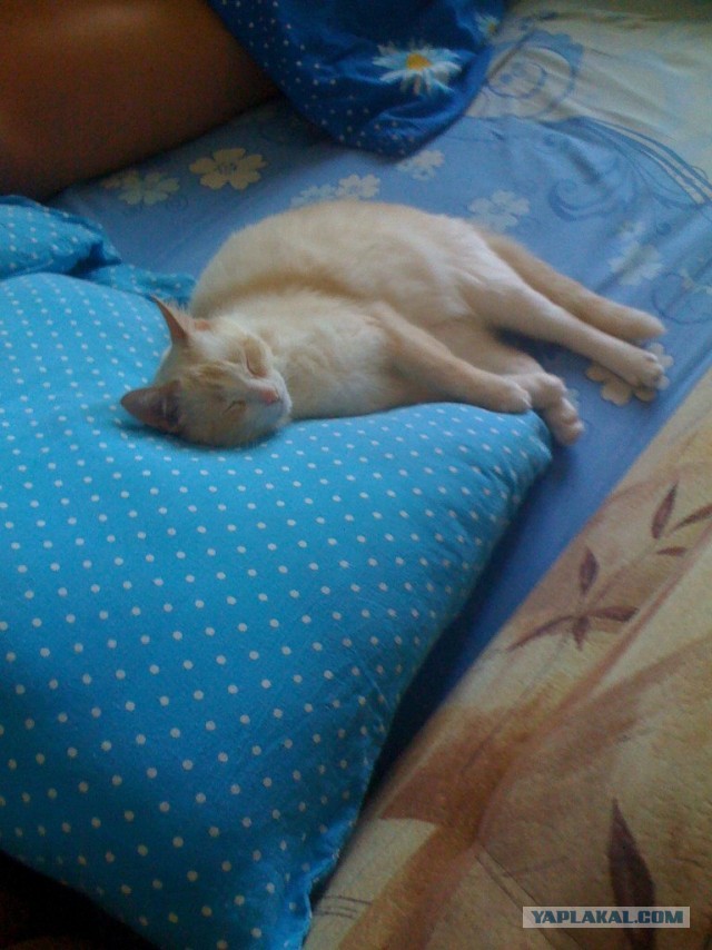Котовторник 09.04.2013