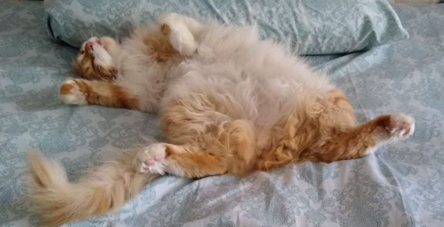 Американские коты и хроники загнивания - 7