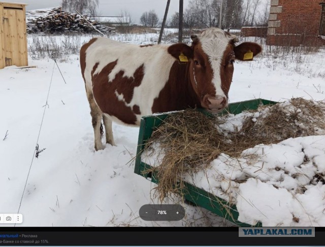 Веселая ферма: выращиваем себе корову сами