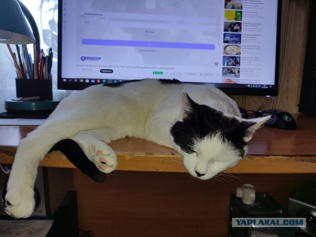 Котовторник уже пришёл?