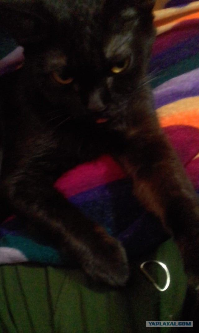Хищная банда