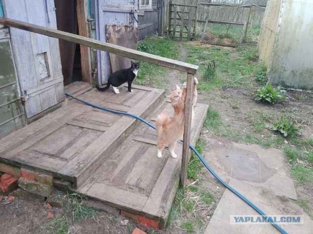 Жизнь домашнего приюта для котеек 490