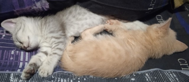 К котовторнику. Пришел жить