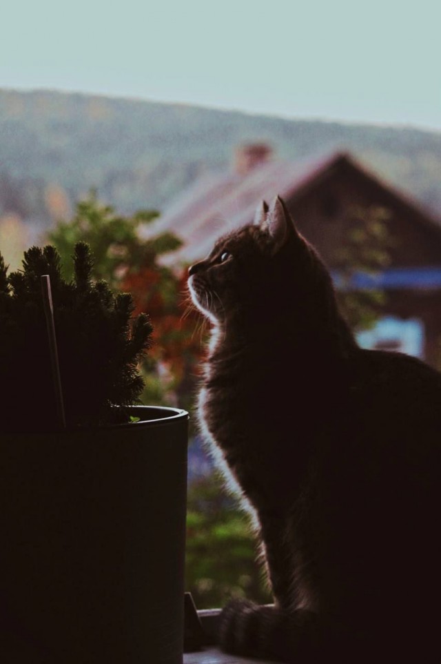 Коты деревенской породы