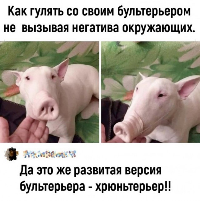 Так себе картинки 26.08.24