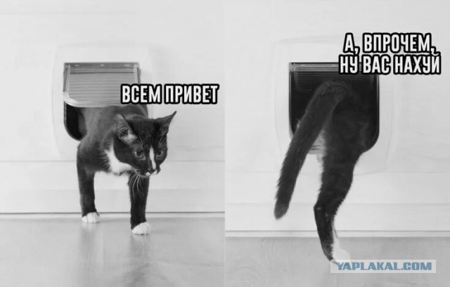 Неблогер