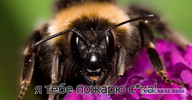 Алиса выдала рецепт жаренных шмелей