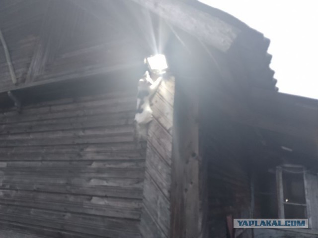 Жизнь домашнего приюта для котеек 525