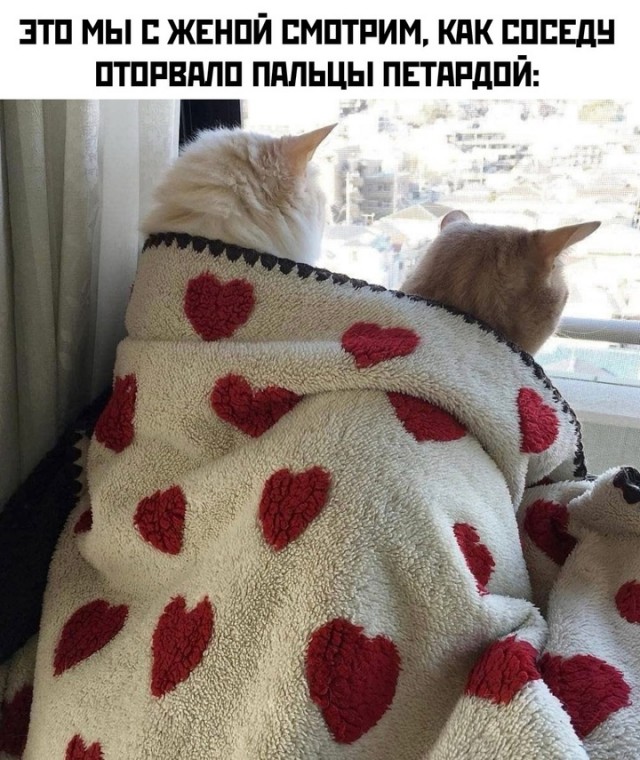 Весёлый полтишок 03.01.25