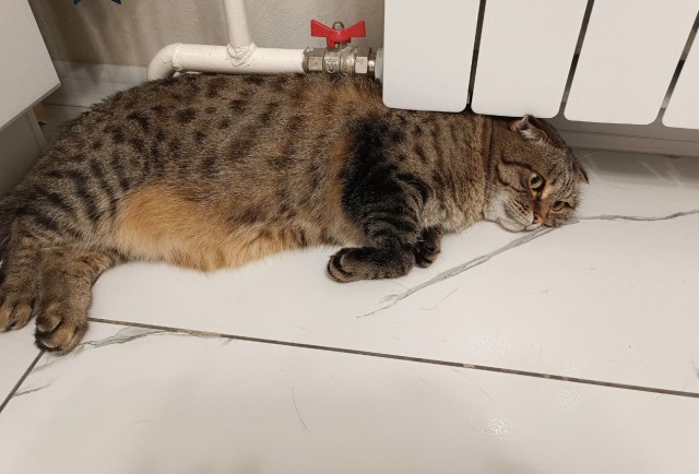 Есений (котовторник)
