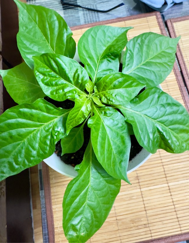 Подскажите плиз по комнатному перцу.