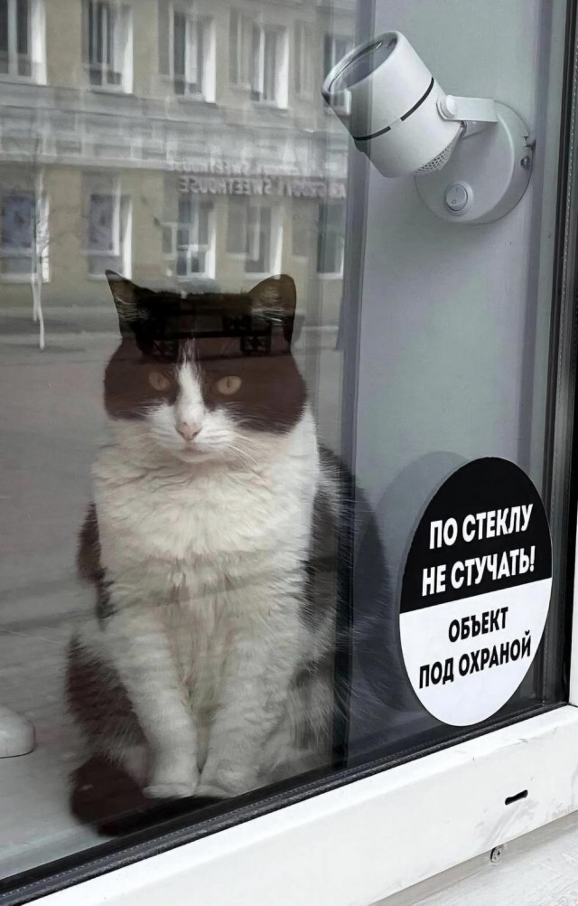 Хотели настоящую Белоснежку?