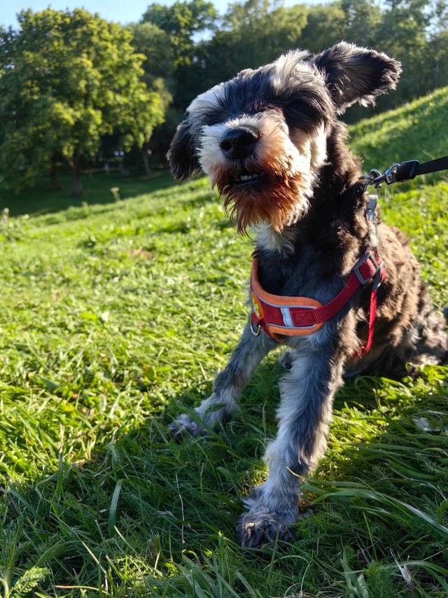 Собакочетверг уже запустили или как?