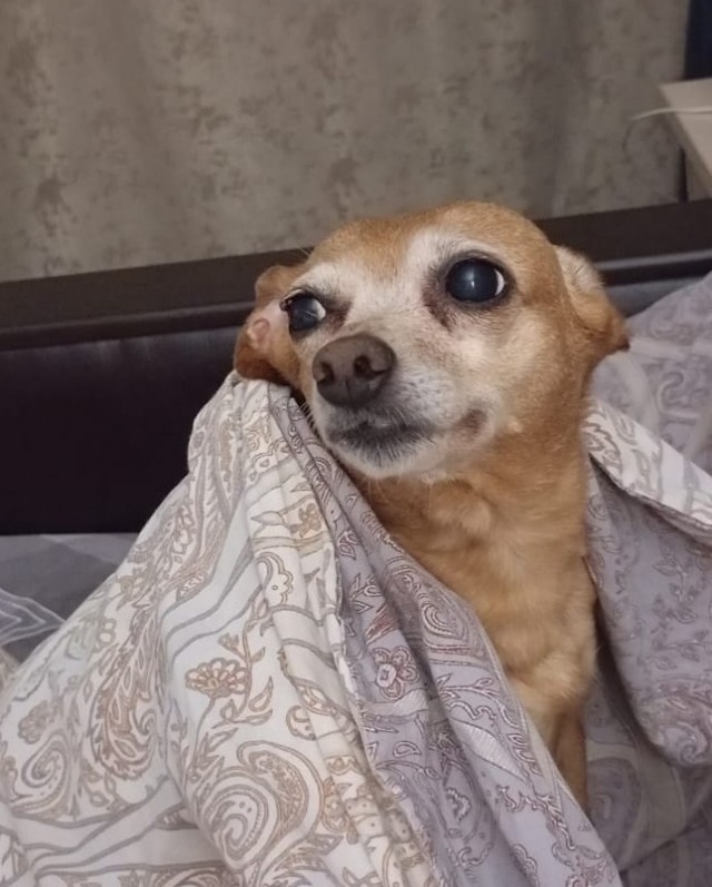 Собакочетверг!