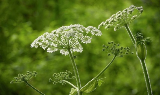 Путин подписал закон, обязывающий владельцев земель бороться с борщевиком