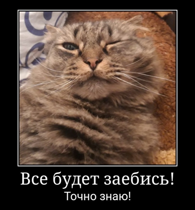 К котовторнику: подборка картинок-баянов с котиками и про котиков. Выпуск 16.