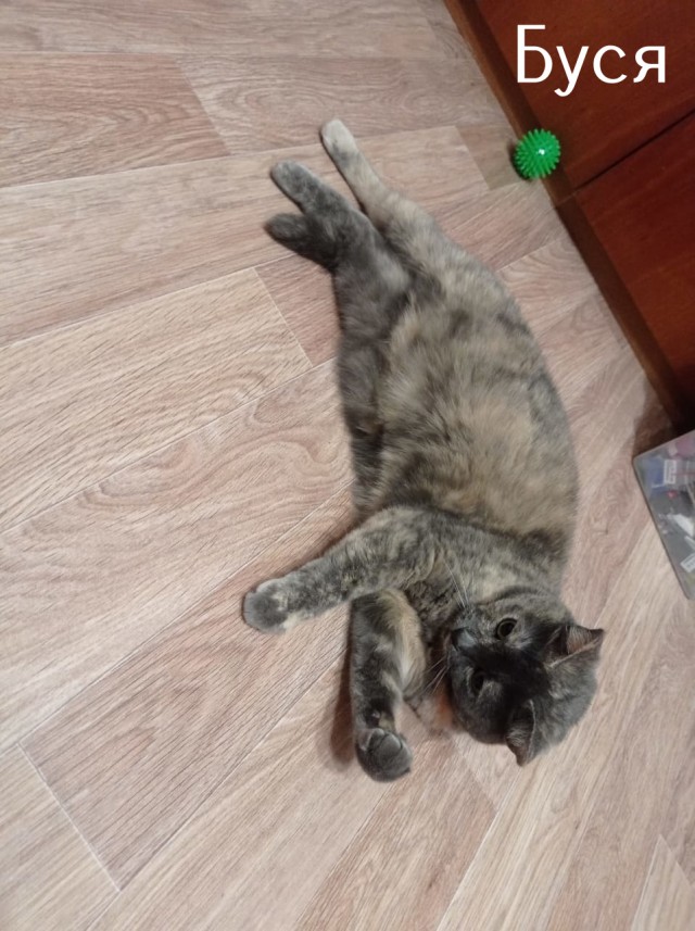 Жизнь домашнего приюта "Котоленд" 509