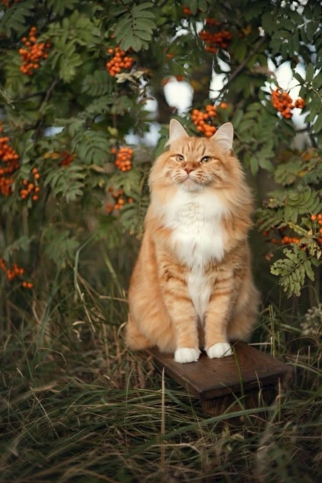 Осенний кот