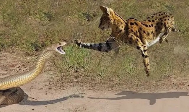 Дерзкий и резкий
