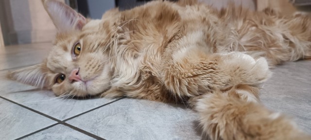 Котовторник 21.10.2025