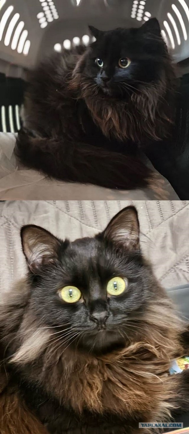 К-котовторник.