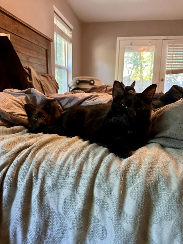 Чëрный, смелый, маленький (котовторник)