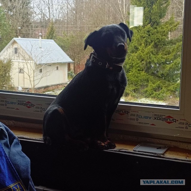 Как Зефир объединил мир. Щенка, спасённого на трассе, завалили подарками