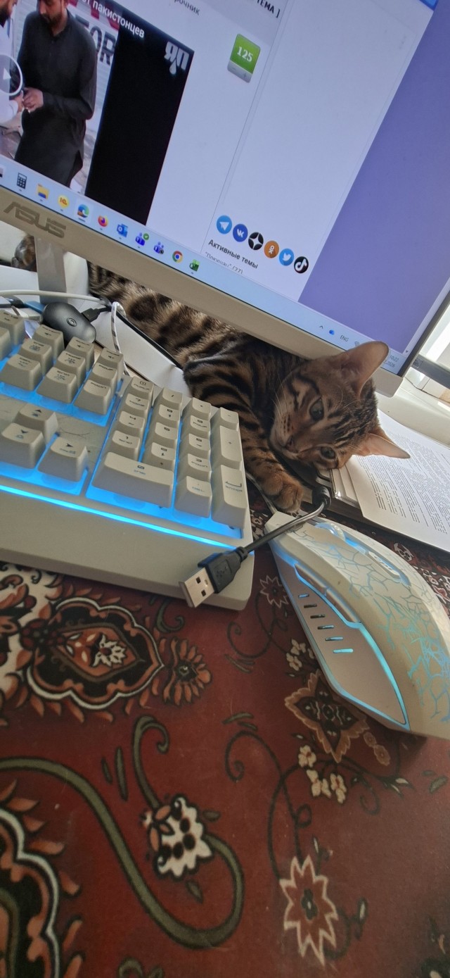А котовторник уже пришёл?